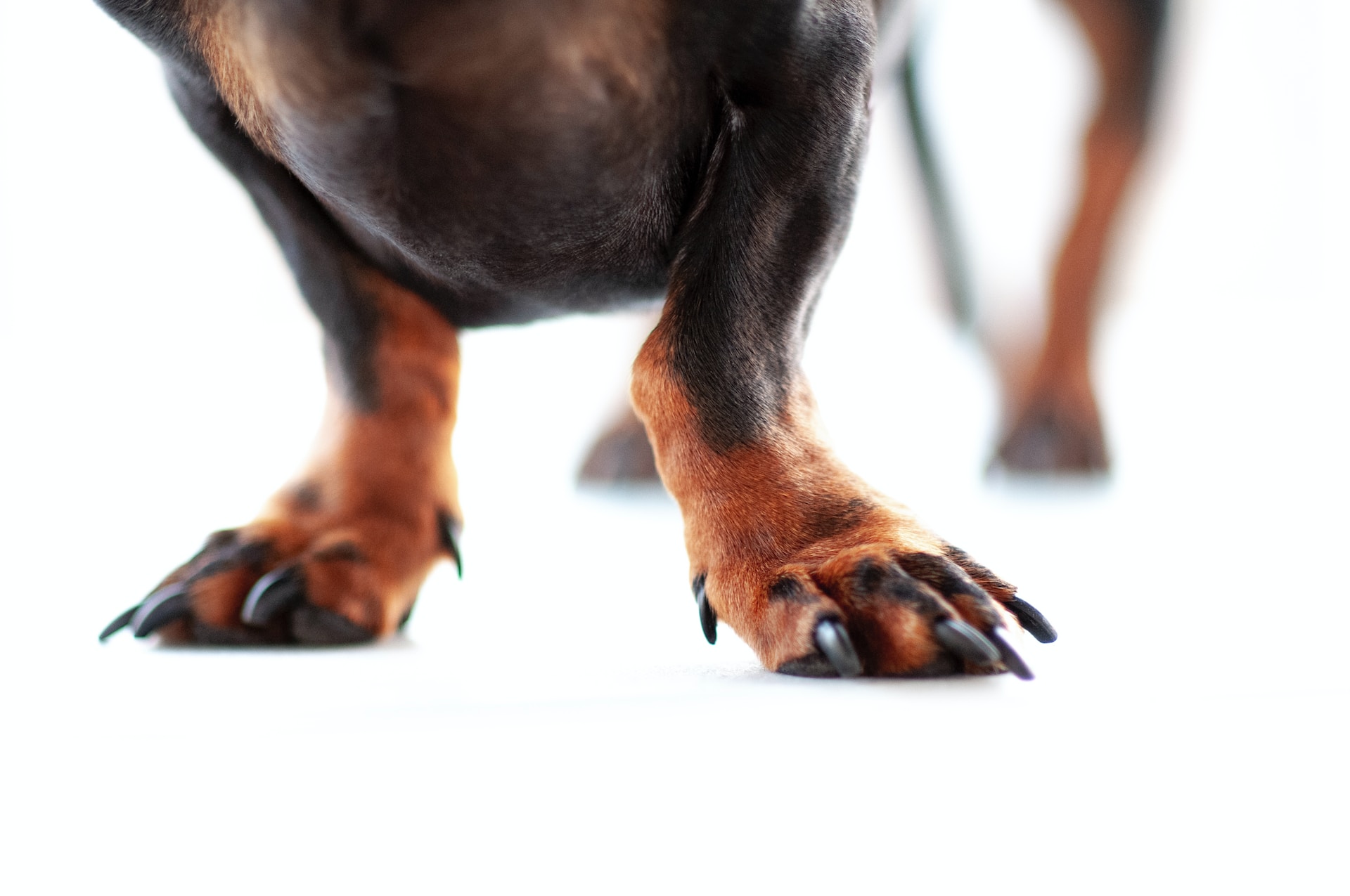 Top 10 Joint Care Supplements for Dogs